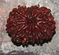 12 mukhi-18- 27.5x21.5x16.4